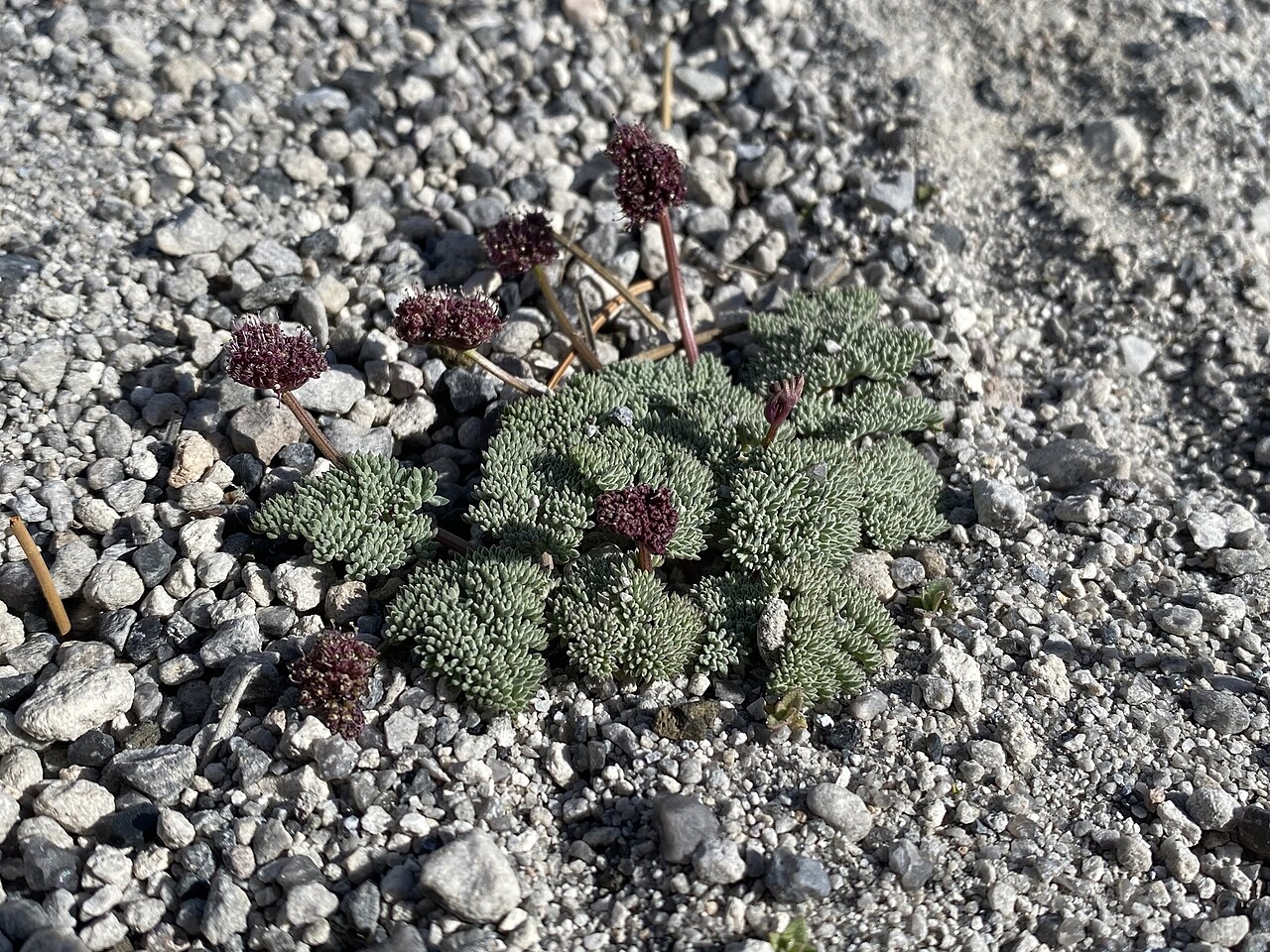 Gray springparsley: gray springparsley