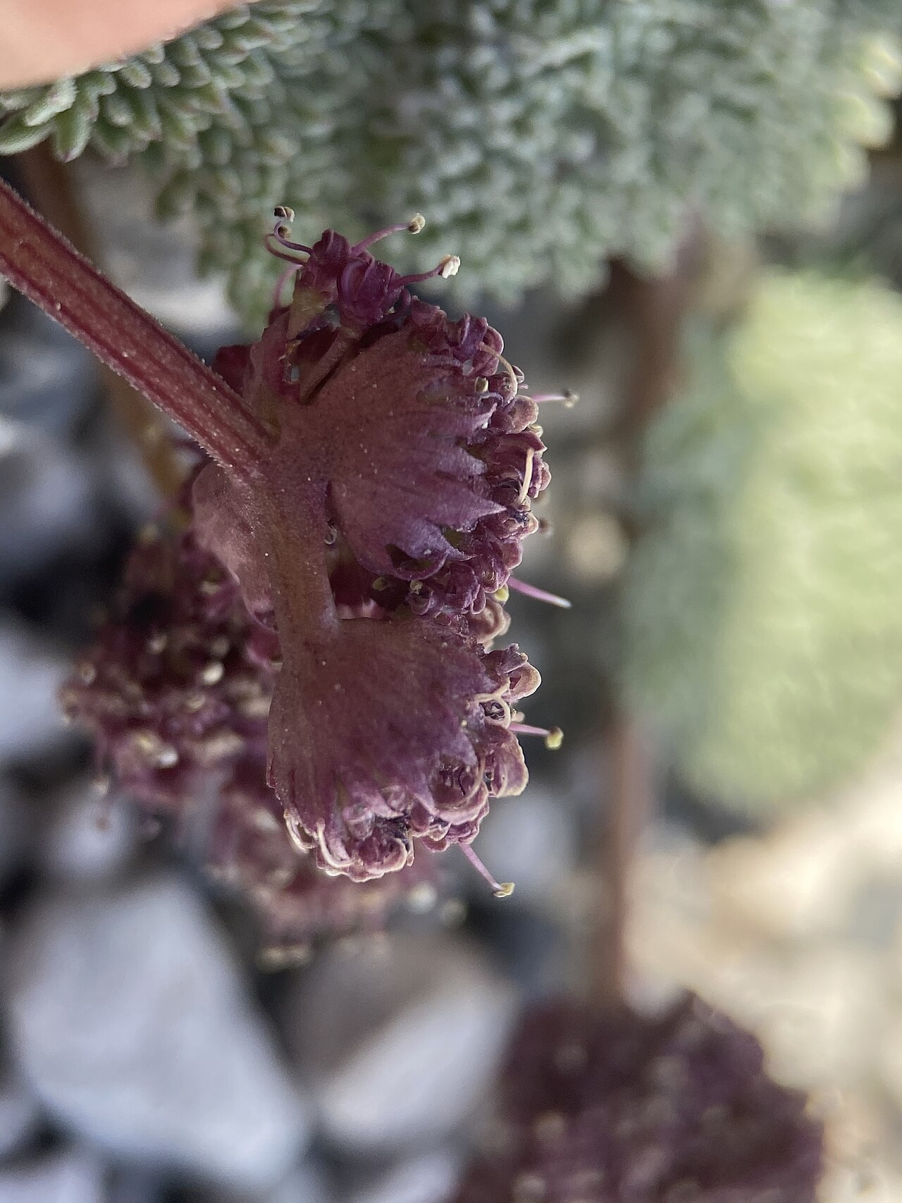 Gray springparsley: gray springparsley