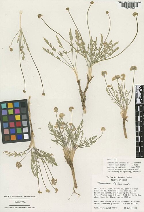 Davis' springparsley: Cymopterus davisii (Davis' springparsley) a plant endemic to the Albion Mountains of Idaho. Specimen from the Rocky Mountain Herbarium at the University of Wyom
