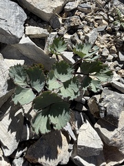 Gilman's springparsley (Cymopterus gilmanii)
