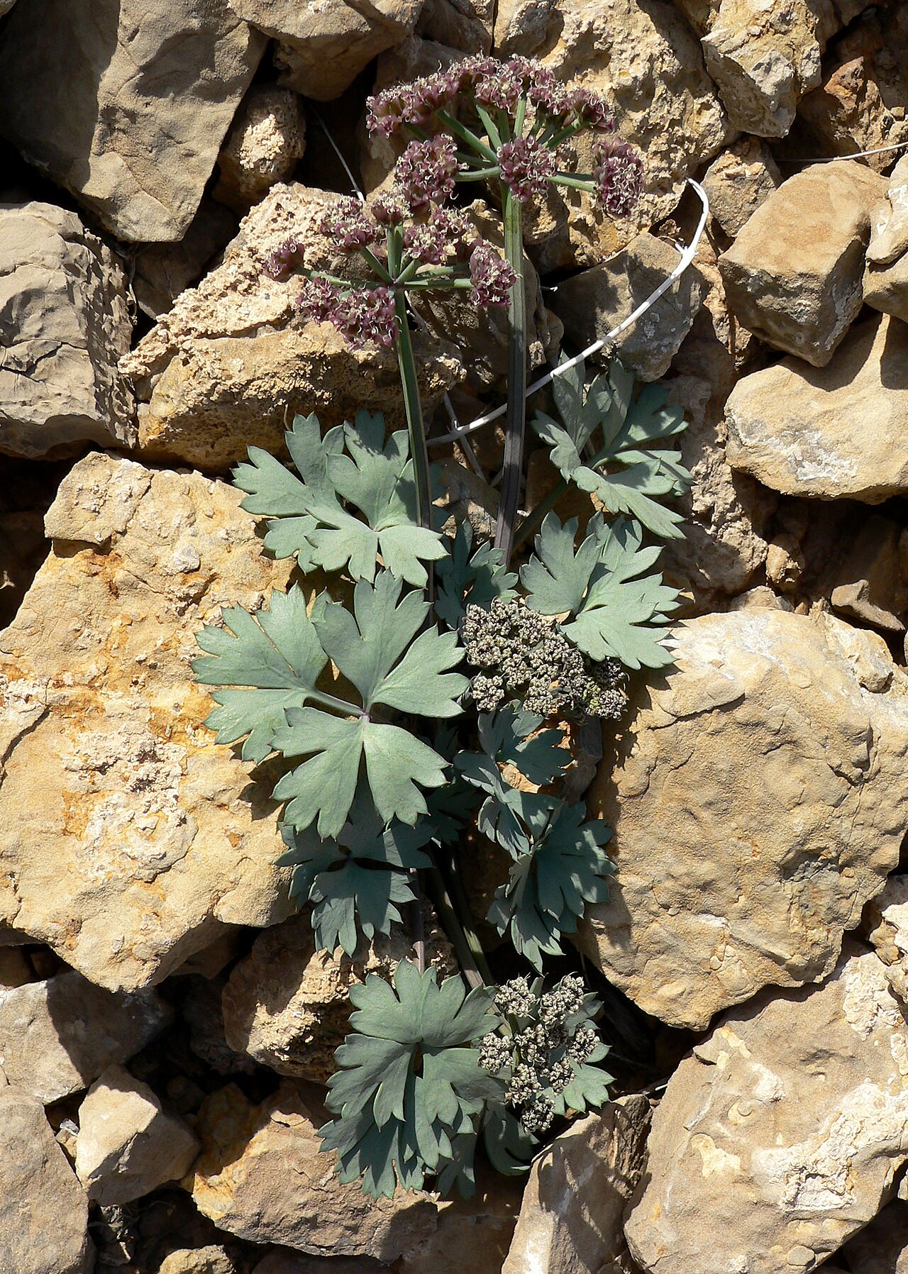 Gilman's springparsley: Cymopterus gilmanii in the State Line Hills, 1 km northwest of Primm, Nevada