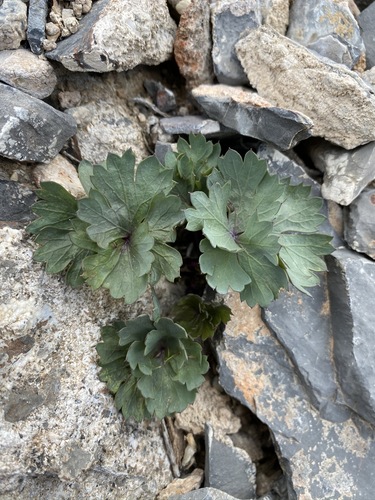 Gilman's springparsley (Cymopterus gilmanii)