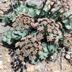 Gilman's springparsley (Cymopterus gilmanii)