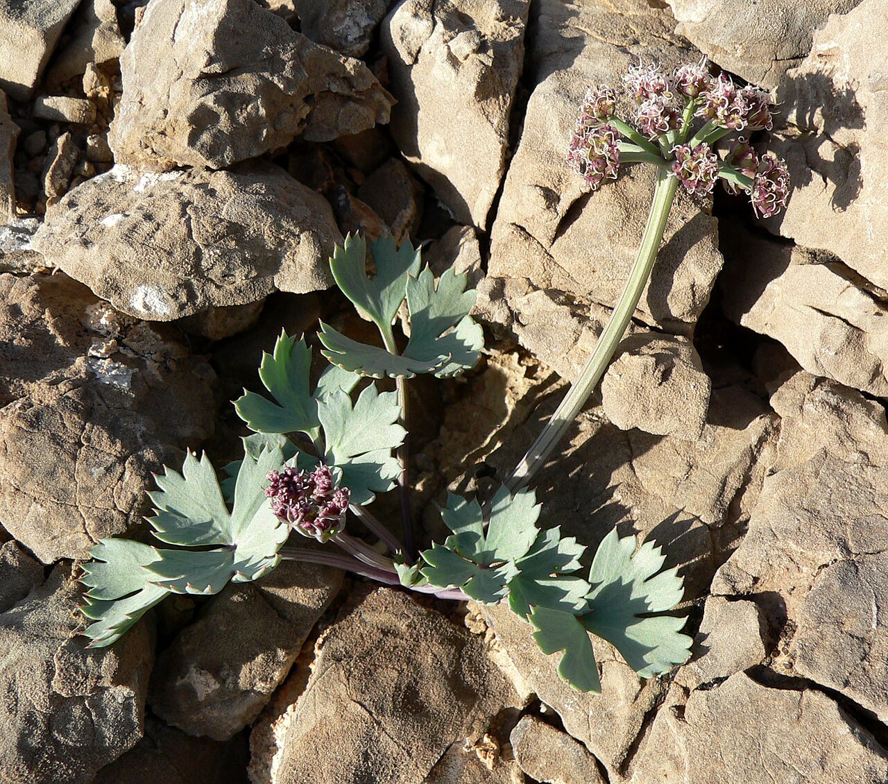 Gilman's springparsley: Cymopterus gilmanii in the State Line Hills, 1 km northwest of Primm, Nevada