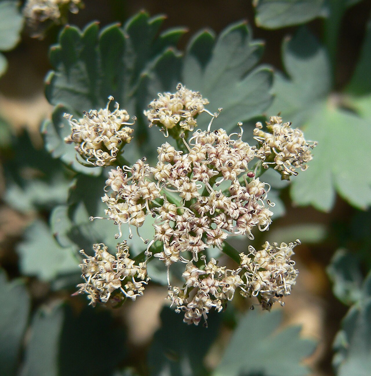 Gilman's springparsley: Cymopterus gilmanii in the State Line Hills, 1 km northwest of Primm, Nevada