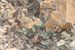 Gilman's springparsley (Cymopterus gilmanii)