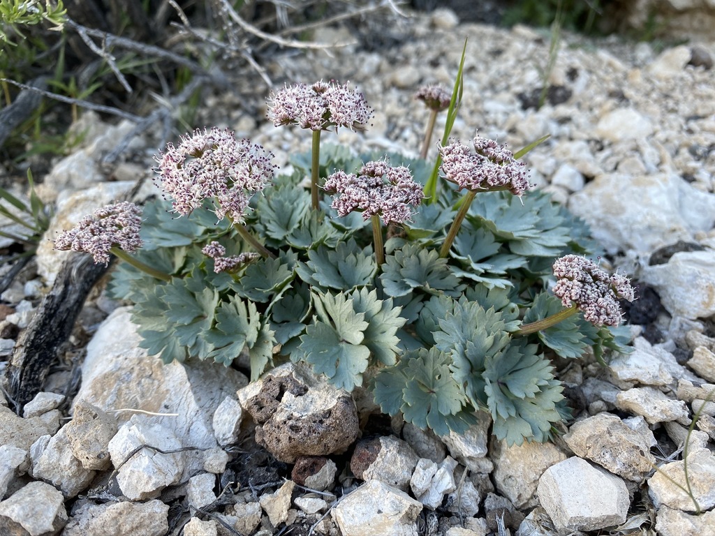 Gilman's springparsley (Cymopterus gilmanii)