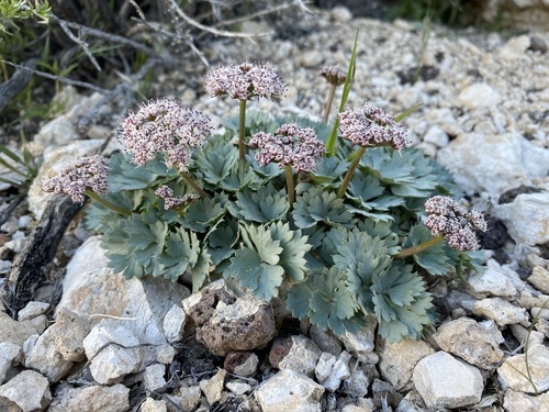 Gilman's springparsley (Cymopterus gilmanii)
