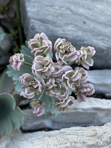 Gilman's springparsley (Cymopterus gilmanii)
