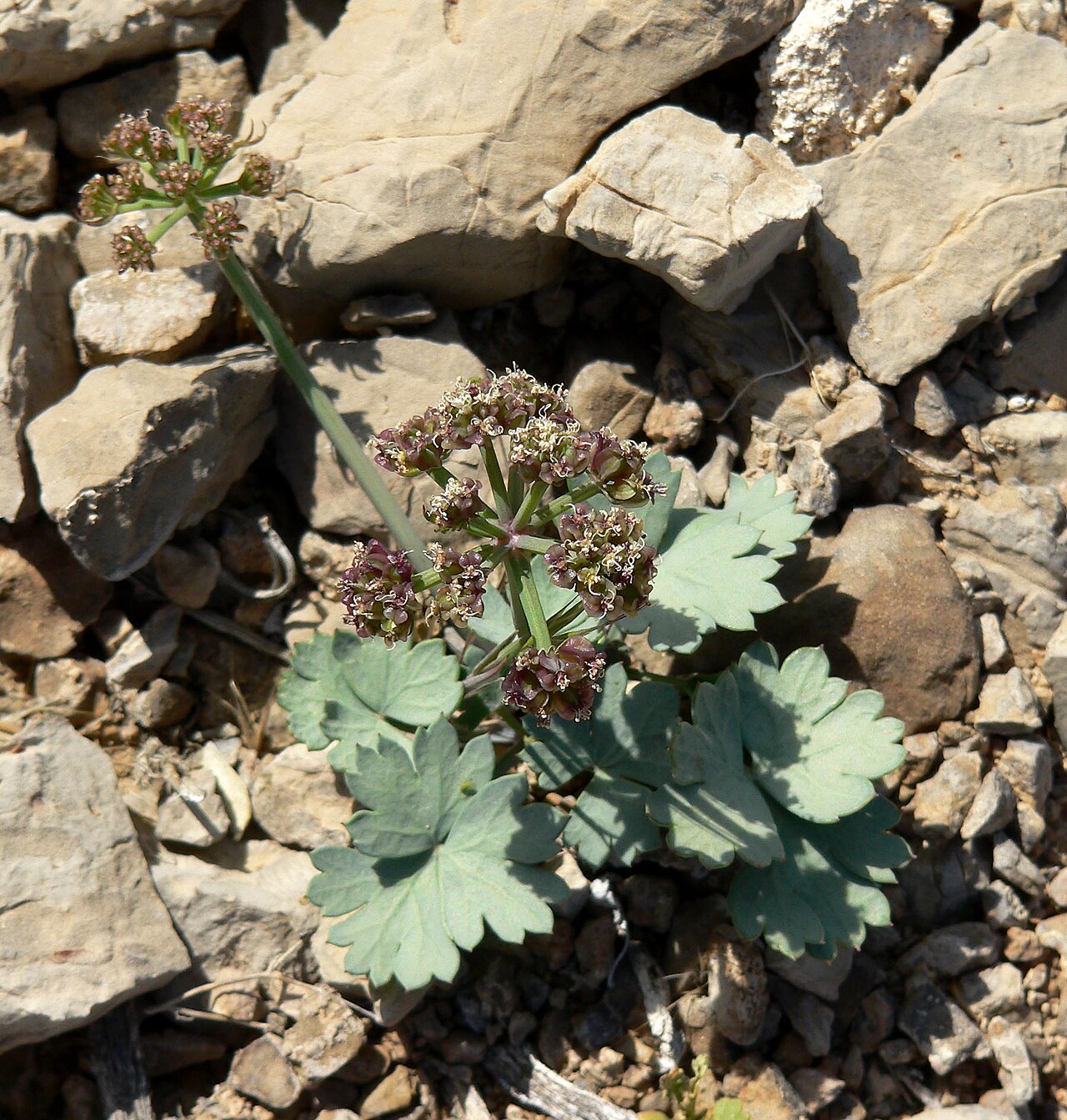 Gilman's springparsley: Cymopterus gilmanii in the State Line Hills, 1 km northwest of Primm, Nevada
