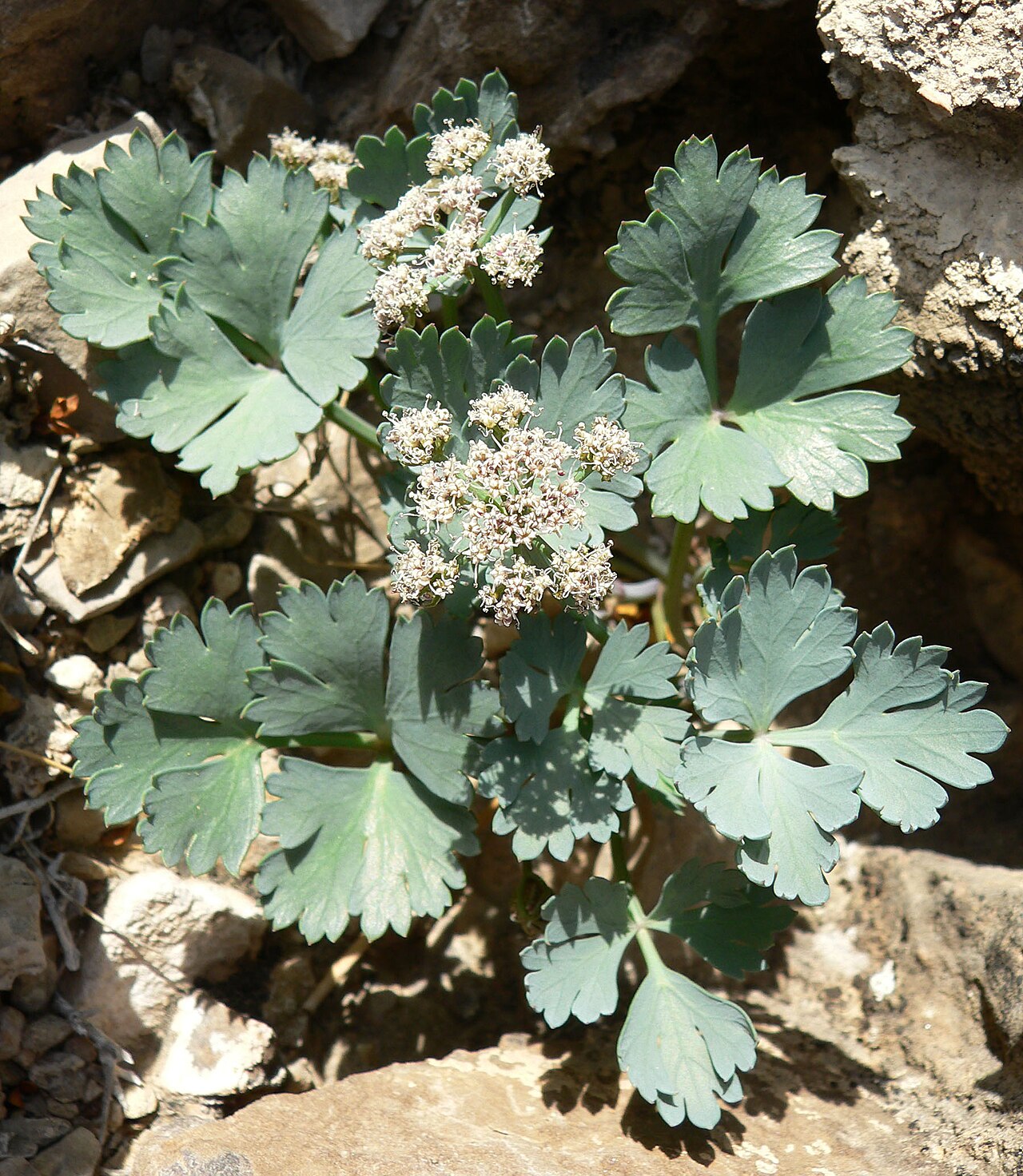 Gilman's springparsley: Cymopterus gilmanii in the State Line Hills, 1 km northwest of Primm, Nevada