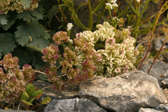 Gilman's springparsley (Cymopterus gilmanii)