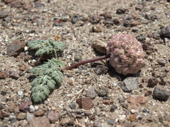 Globe springparsley (Cymopterus globosus)