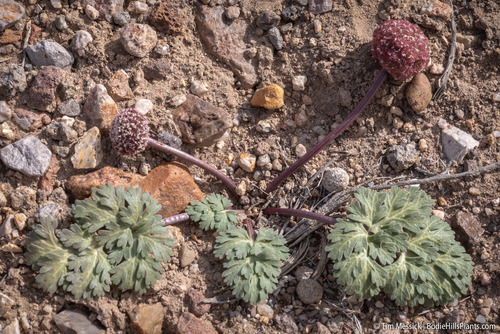 Globe springparsley (Cymopterus globosus)