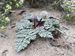 Globe springparsley (Cymopterus globosus)