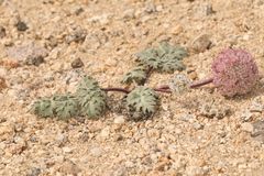 Globe springparsley (Cymopterus globosus)