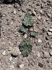 Globe springparsley (Cymopterus globosus)