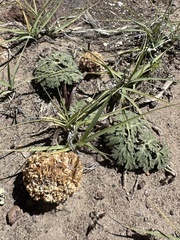 Globe springparsley (Cymopterus globosus)