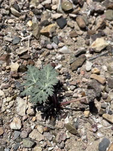 Globe springparsley (Cymopterus globosus)