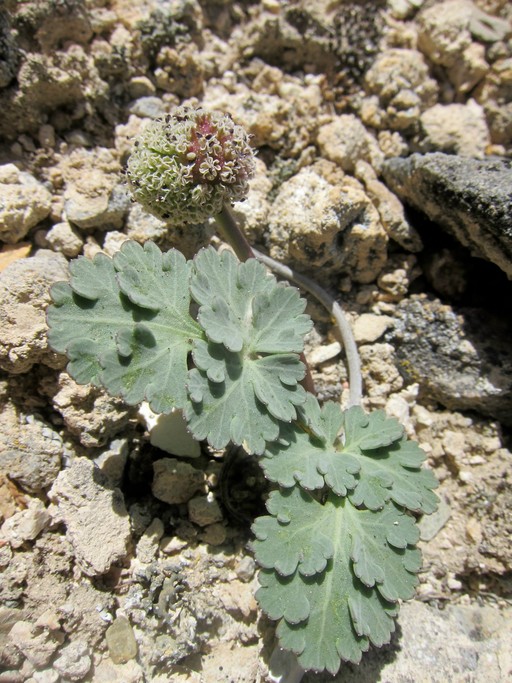 Globe springparsley: Cymopterus globosus , Goshute Valley, north of Oasis, Elko County, Nevada, USA. This photo is in the public domain and may be freely used for any purpose.