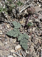 Globe springparsley (Cymopterus globosus)