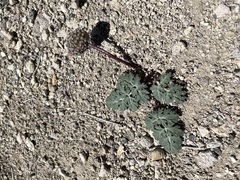Globe springparsley (Cymopterus globosus)
