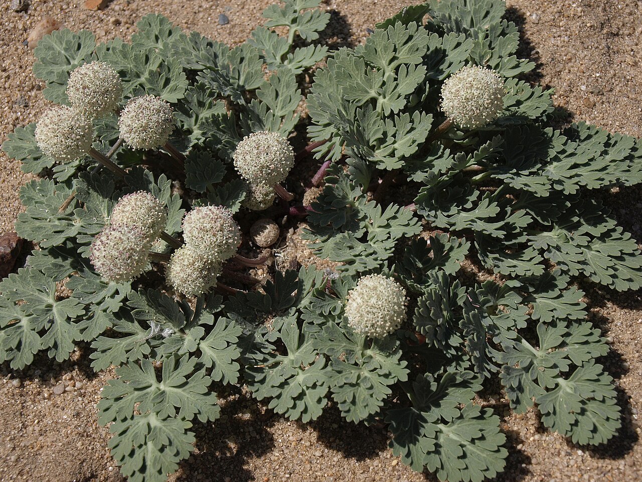 Globe springparsley: ballhead spring parsley, Cymopterus globosus, Nevada, Pine Nut Mountains, Pinion Hills, Carson River drainage, elevation 1425 m