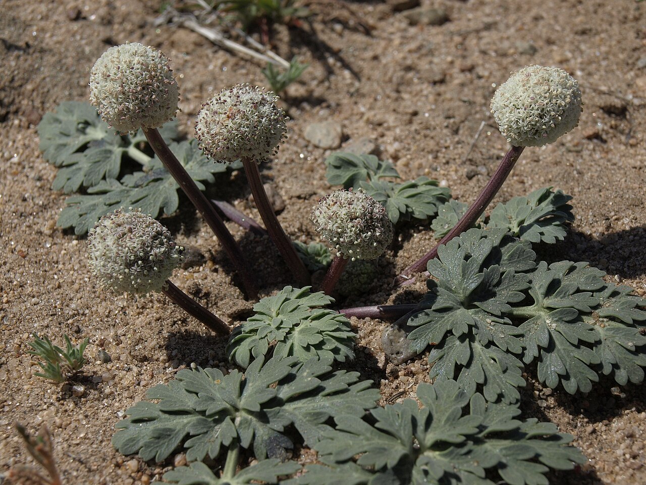 Globe springparsley: ballhead spring parsley, Cymopterus globosus, Nevada, Pine Nut Mountains, Pinion Hills, Carson River drainage, elevation 1425 m