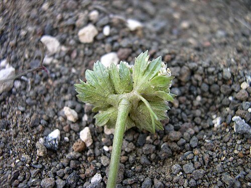 Plains springparsley: Cymopterus glomeratus (syn: Cymopterus acaulis var. acaulis) bracts in southwest Idaho
