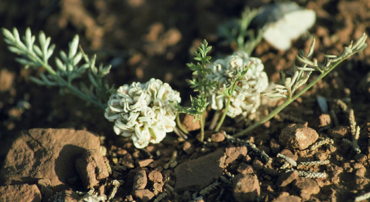 Plains springparsley: The fruiting head is dense and spheroidal in this species.