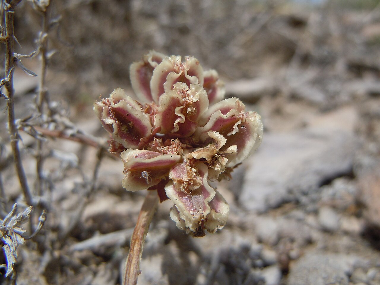 Plains springparsley: By early to mid summer the leaves of this species are often wilted and the persistent fruiting head is most conspicuous.