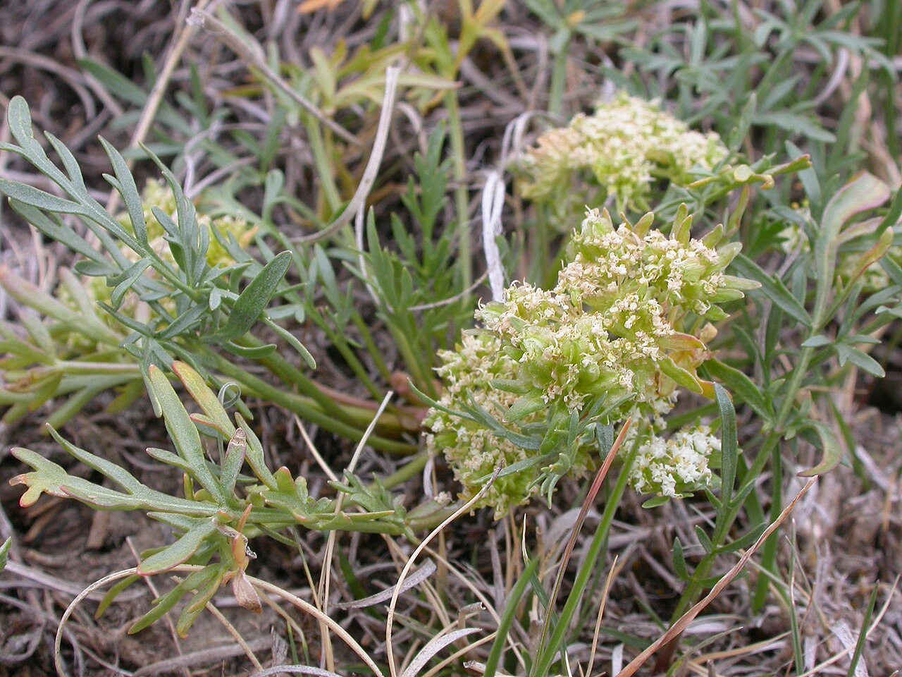 Plains springparsley: An early summer flowering low growing herb that produces spherical heads of fruits where each fruit bears radiating longitudinal wings.