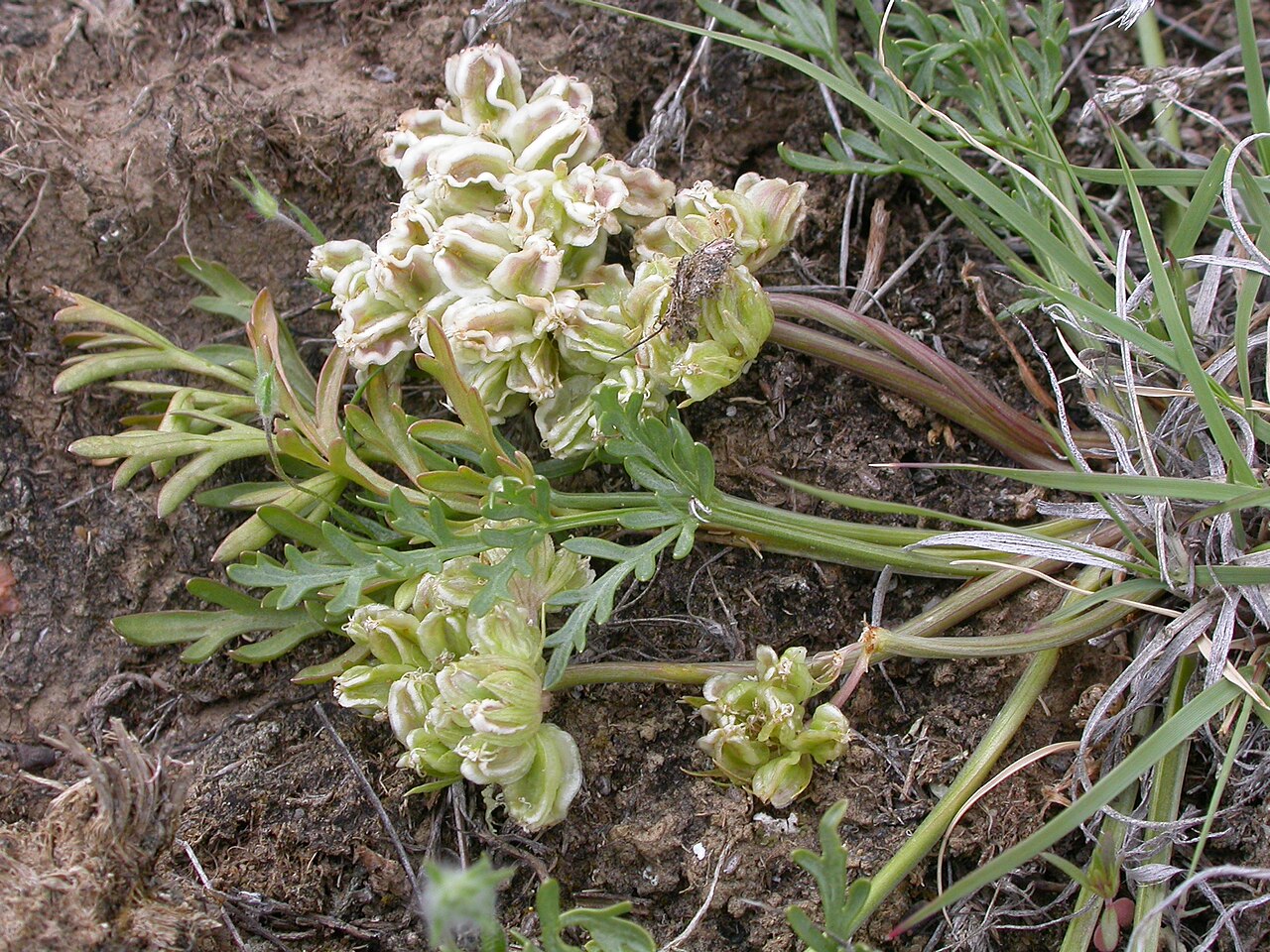 Plains springparsley: An early summer flowering low growing herb that produces spherical heads of fruits where each fruit bears radiating longitudinal wings.