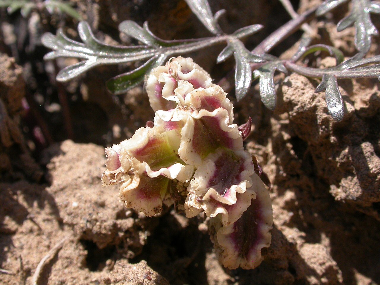 Plains springparsley: Cymopterus acaulis