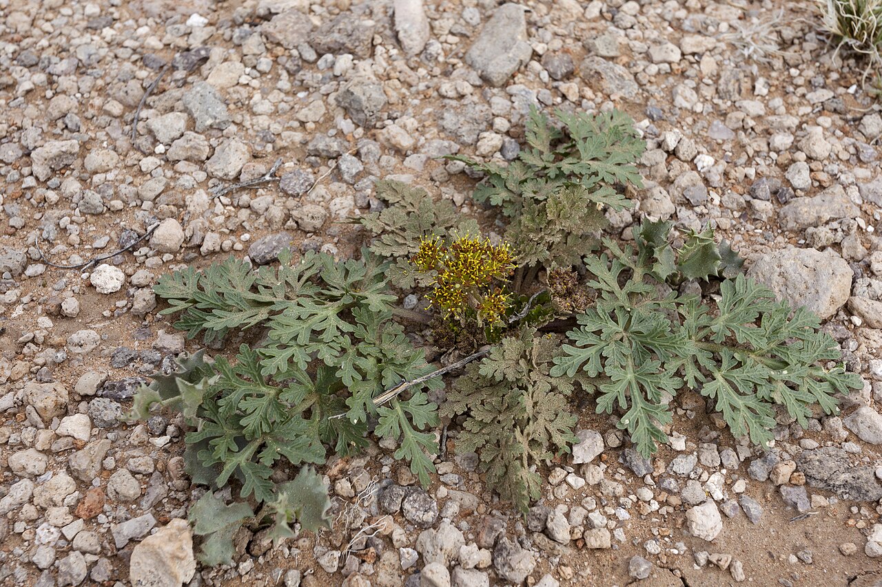 Plains springparsley: Cymopterus glomeratus , west side of the Rough and Ready Hills, west-southwest of Lookout Peak and north of Rough and Ready Gap, 32.407 -107.039, Doña Ana Count