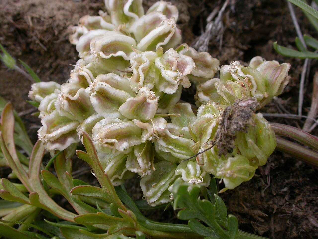 Plains springparsley: An early summer flowering low growing herb that produces spherical heads of fruits where each fruit bears radiating longitudinal wings.