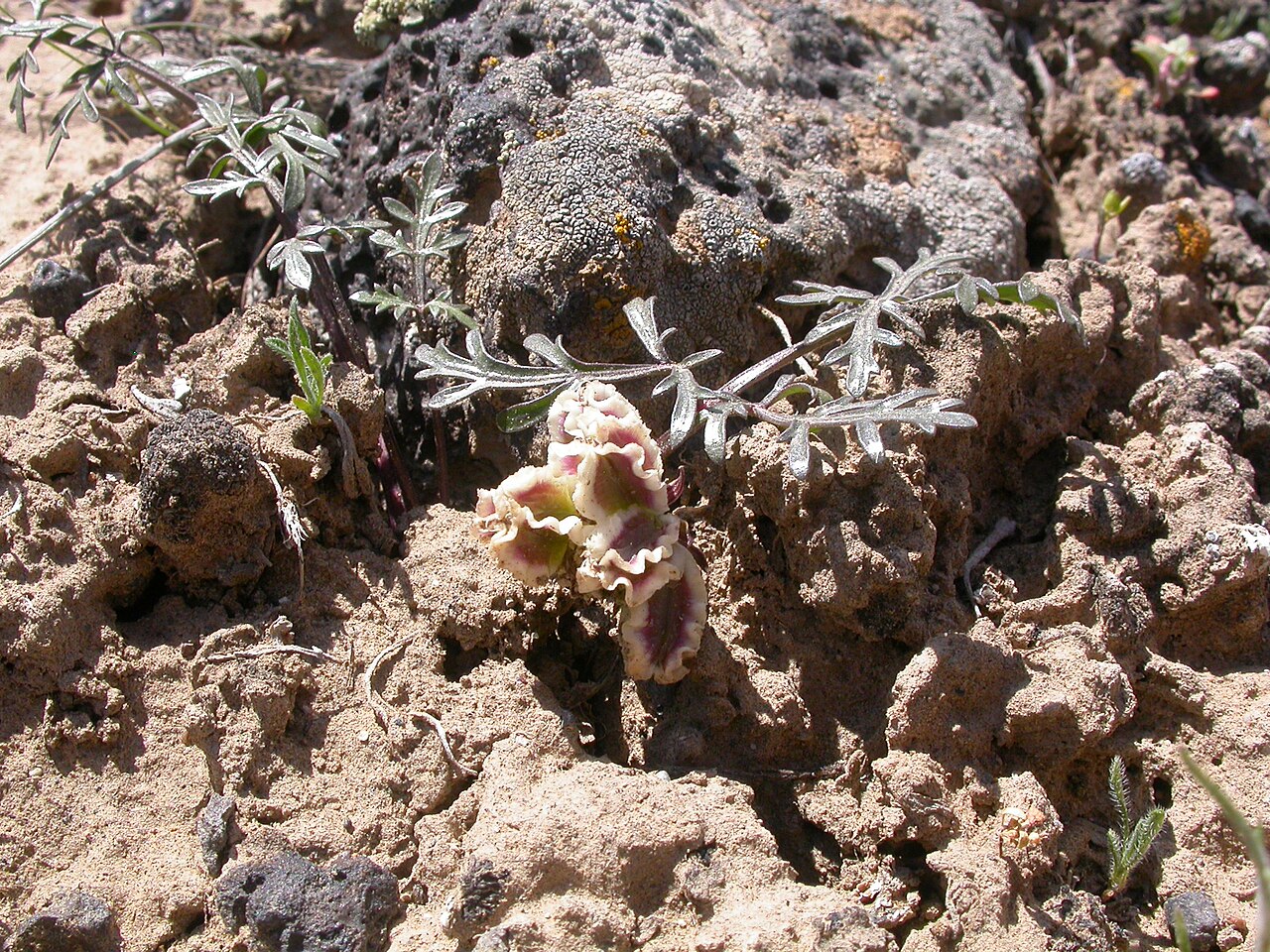 Plains springparsley: Cymopterus acaulis in Idaho