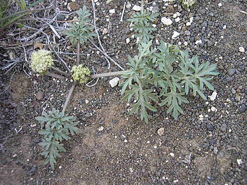 Plains springparsley: Cymopterus glomeratus (syn: Cymopterus acaulis var. acaulis) in southwest Idaho