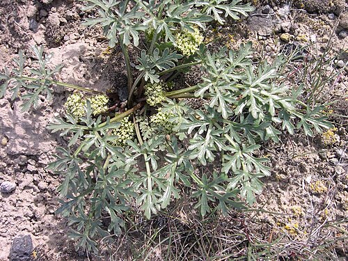 Plains springparsley: Cymopterus glomeratus (syn: Cymopterus acaulis var. acaulis) in southwest Idaho