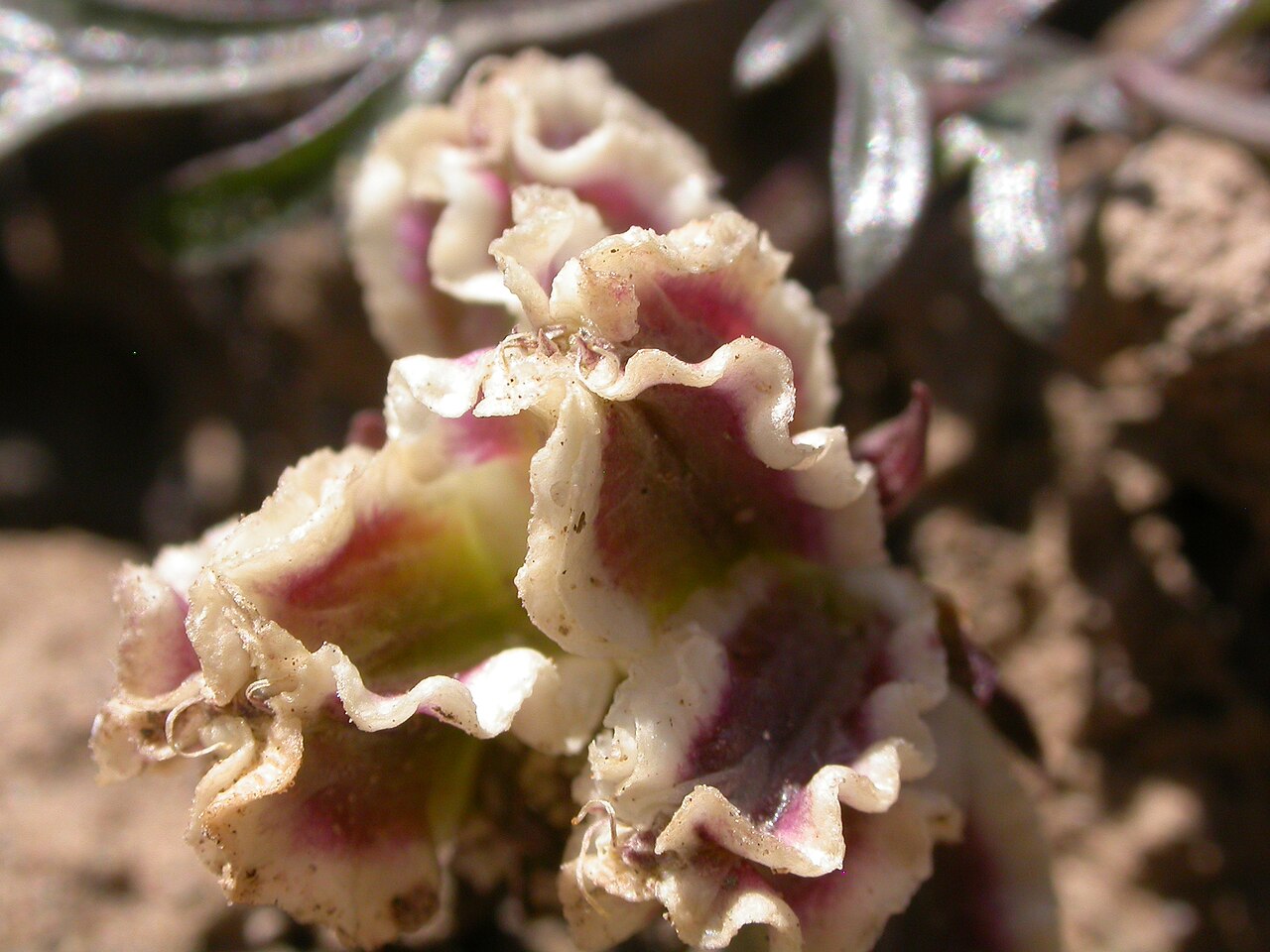 Plains springparsley: Cymopterus acaulis