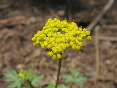 Alpine false springparsley (Cymopterus lemmonii)