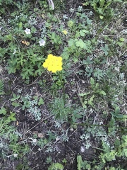 Alpine false springparsley (Cymopterus lemmonii)