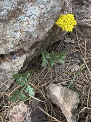 Alpine false springparsley (Cymopterus lemmonii)