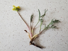 Alpine false springparsley (Cymopterus lemmonii)