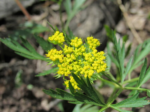 Alpine false springparsley (Cymopterus lemmonii)