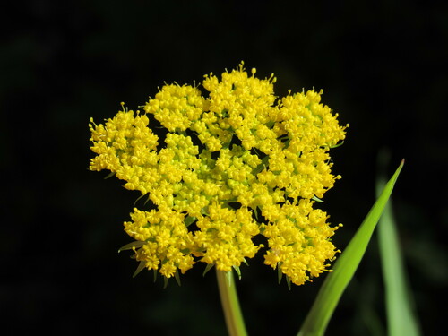 Alpine false springparsley (Cymopterus lemmonii)
