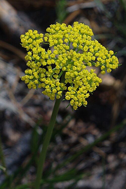Alpine false springparsley: Inflorescence (umbel) of mountain parsley, chimajá, Pseudocymopterus montanus (I think), Upper Crossing Trail, Bandelier National Monument . a little unsharp ma