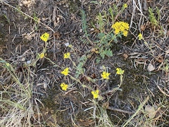 Alpine false springparsley (Cymopterus lemmonii)