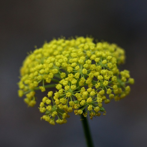 Alpine false springparsley (Cymopterus lemmonii)