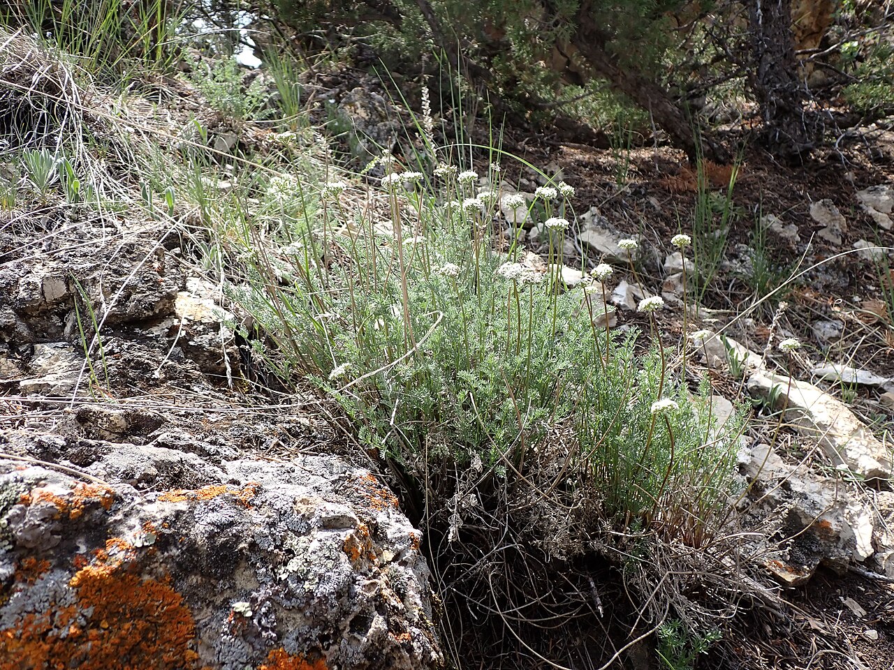 Snowline springparsley: Snow spring-parsley along the limestone Hogback Ridge in Paradise Valley, Park County, Montana, United States. Douglas fir and Rocky Mountain Juniper are the co